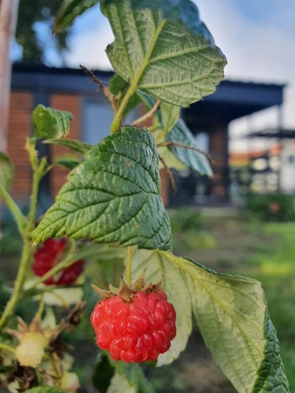 Nieuwerkerken Houten Huisje Tussen Paardenヴィラ エクステリア 写真