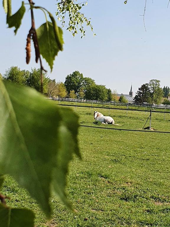 Nieuwerkerken Houten Huisje Tussen Paardenヴィラ エクステリア 写真