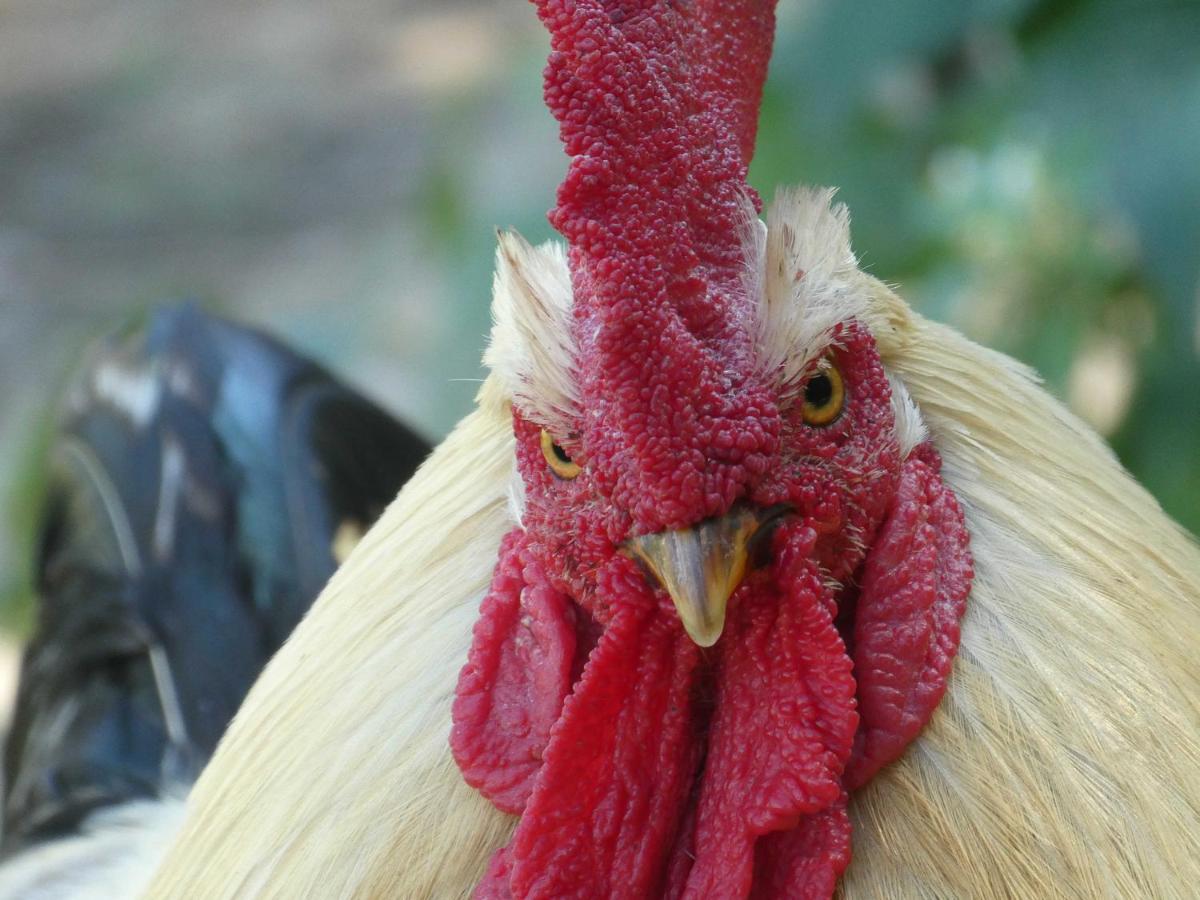 Nieuwerkerken Houten Huisje Tussen Paardenヴィラ エクステリア 写真