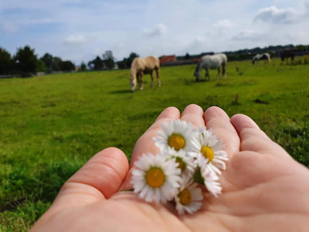 Nieuwerkerken Houten Huisje Tussen Paardenヴィラ エクステリア 写真