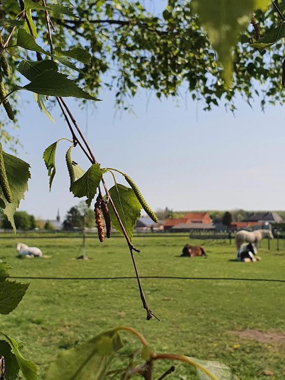 Nieuwerkerken Houten Huisje Tussen Paardenヴィラ エクステリア 写真